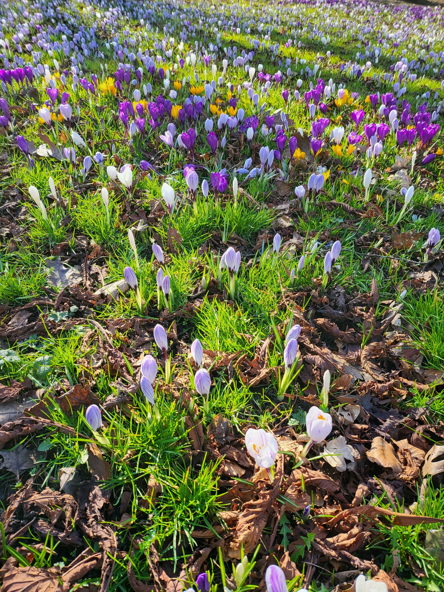 Harrogate Flower Shows. Attracting a combined audience of up to 90,000 visitors each year, our Spring and Autumn shows stage the very best in gardening and horticulture. crocuses