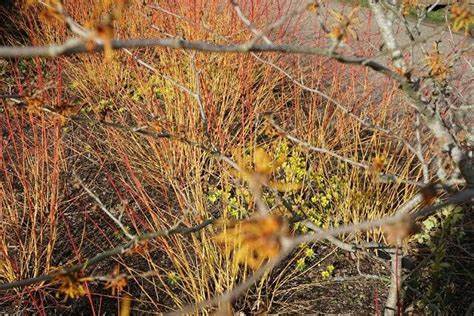 Dogwood twigs, witch hazel and winter aconites at Harlow Carr Gardens