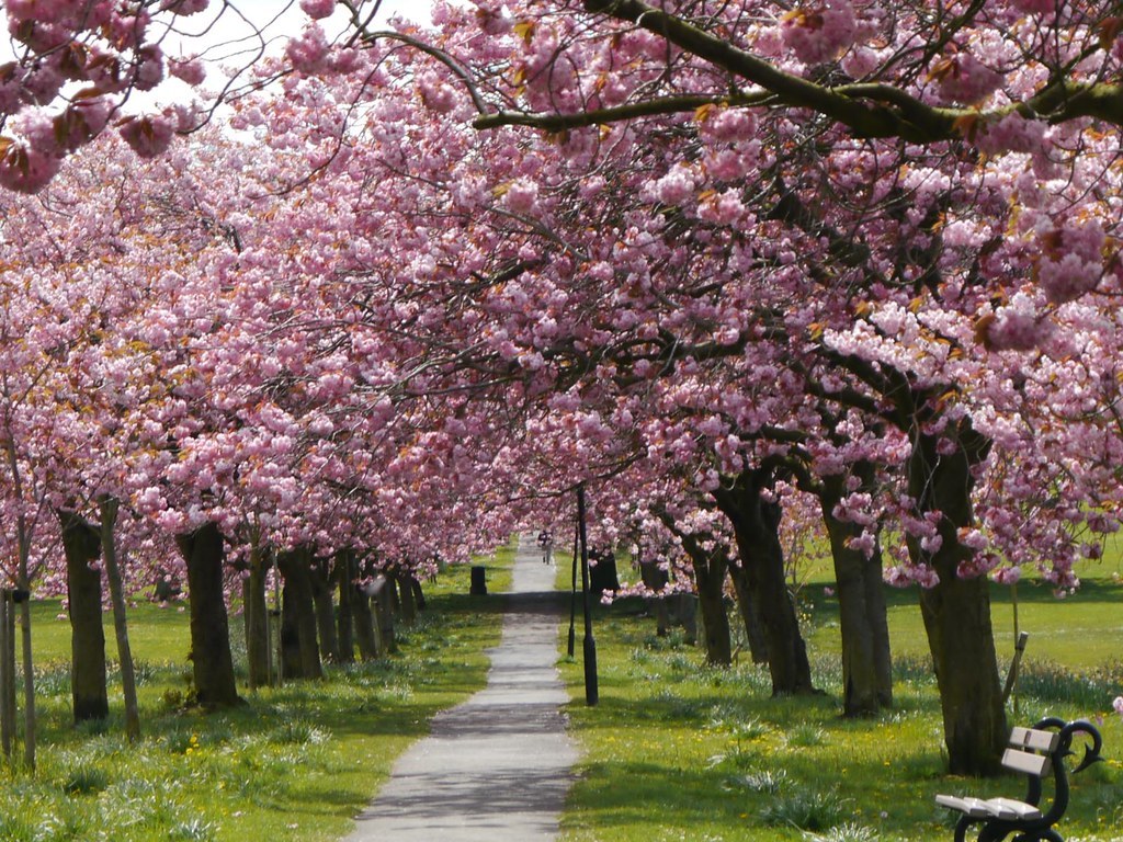 Harrogate Iconic Cherry Blossoms on The Stray - Harrogate Floral displays. The very best for Spring walks Promoting Mental Health and Mindfulness