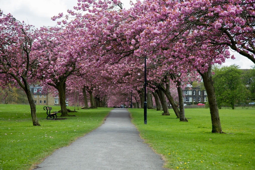 Blossoms On the Stray In Harrogate North Yorkshire. Come and Stay With Us and Enjoy the Wonders Of Spring and the Scenic Walks in the Harrogate Area.