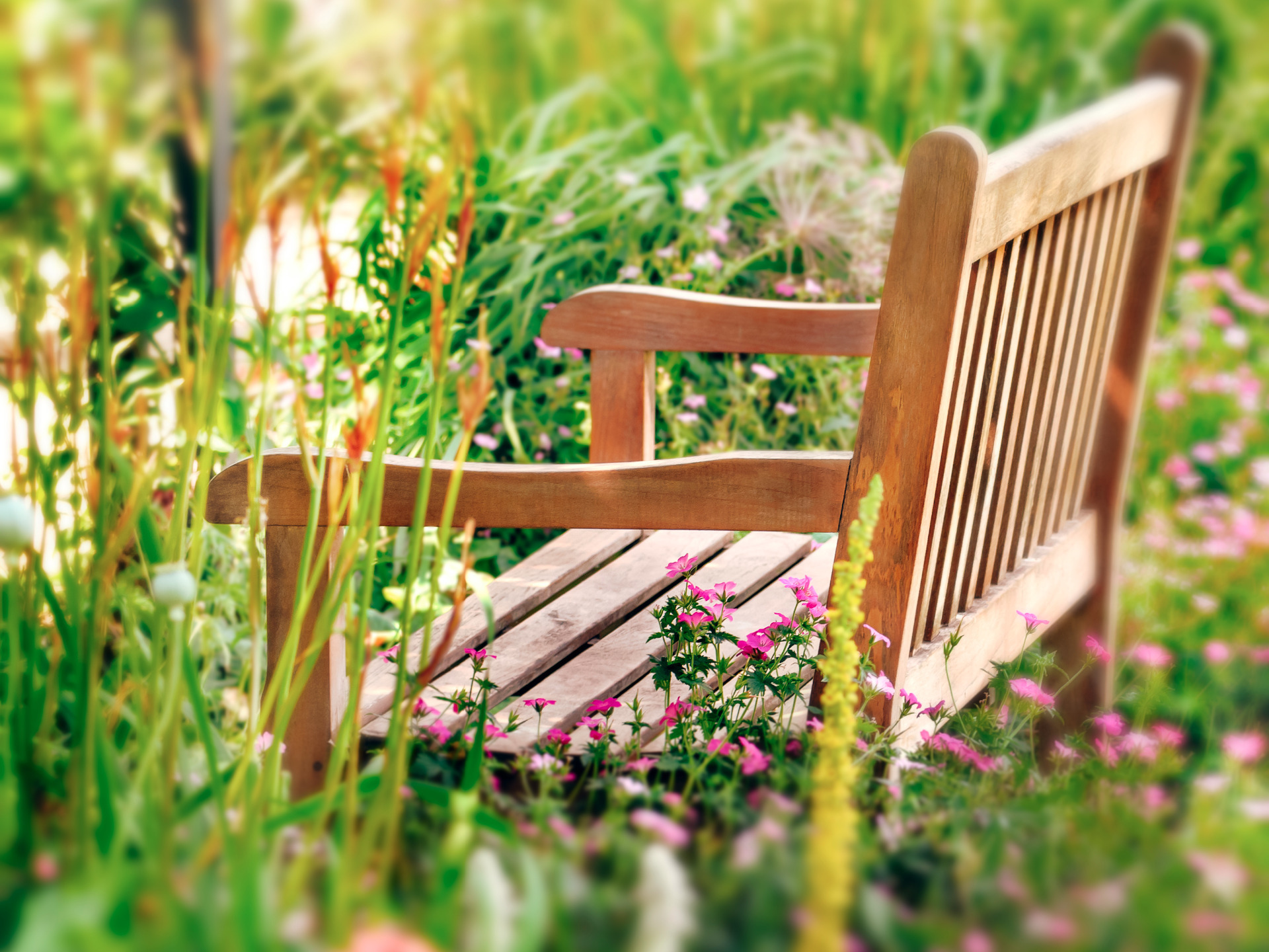 wooden garden bench in grass and wild flowers